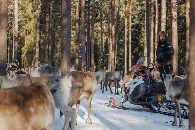 Reindeer Experience with Sledge Ride - Meeting points, pickup reality, and the 20-minute transfer