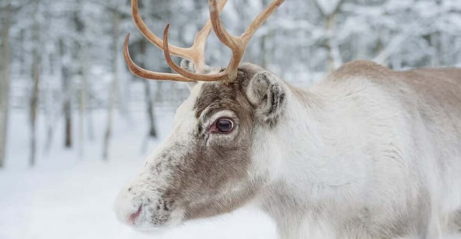 Reindeer Farm Visit with Sleigh Ride - Reindeer Farm Time: What the Visit Feels Like in Real Life