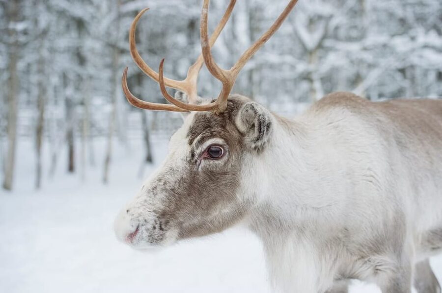 Reindeer Farm Visit with Sleigh Ride - The Sleigh Ride: Great Memories, Short Duration