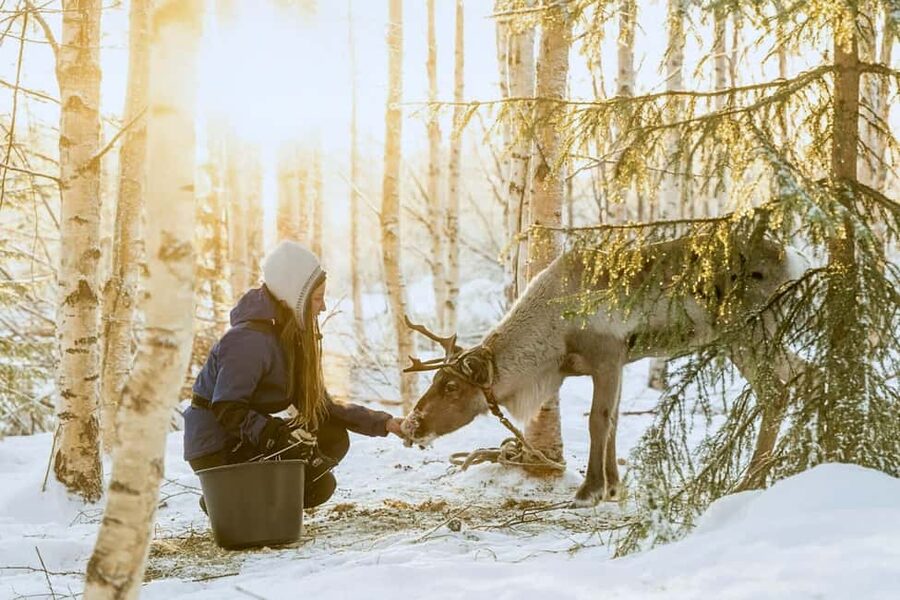 Reindeer Safari at a 200-Year-Old Farm & Long Sled Ride - Pickup, Timing, and Why the Small Group Helps