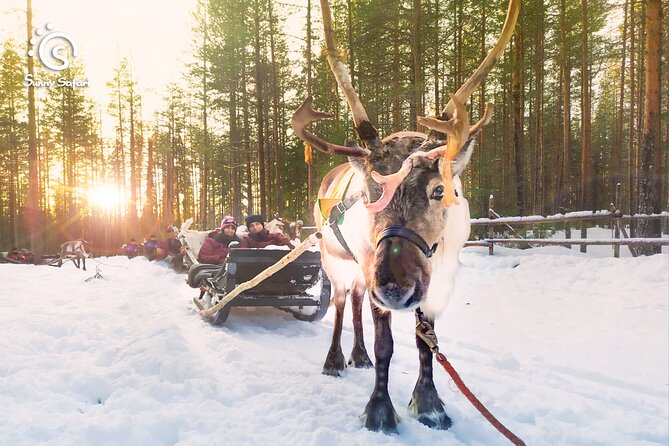 Reindeer Safari in Arctic Wilderness - Key Highlights You Should Know Before You Go