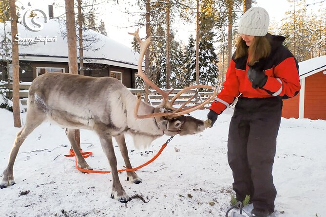 Reindeer Safari in Arctic Wilderness - Why This Forest Reindeer Safari Feels Like Arctic Wilderness