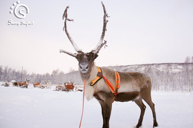Reindeer Safari in Arctic Wilderness - The Sled Ride Circuit: Blankets, Gentle Speed, and a Herders-Maintained Trail