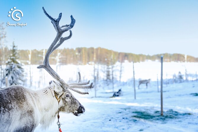 Reindeer Safari in Arctic Wilderness - The Farmhouse Break: Hot Drinks, Snacks, and the Santa-Logic Moment