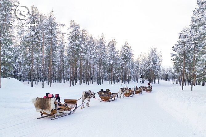 Reindeer Safari in Arctic Wilderness - Group Setup, Shared Sleds, and Family Comfort in Cold Weather
