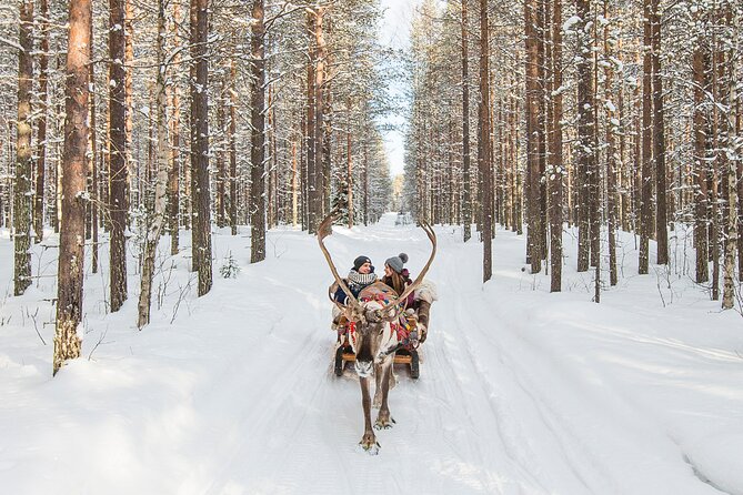 Reindeer Safari in Arctic Wilderness - Meeting the Reindeer (and Fawns) for Up-Close Time and Photos