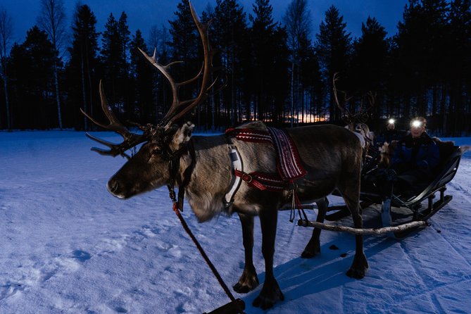 Reindeer Sleigh Ride Across the Night in Apukka Resort Rovaniemi - Group Size and the Feel of the Night