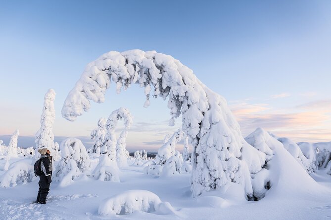 Riisitunturi wilderness adventure - Riisitunturi National Park: your 4 hours of prime winter shooting