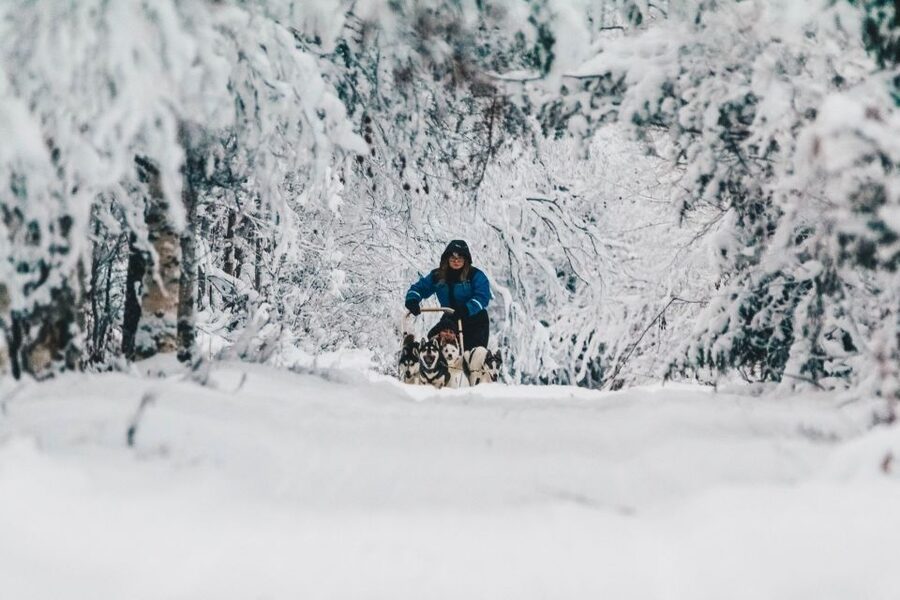Rovaniemi: Apukka Husky Adventure - Key highlights worth getting excited about