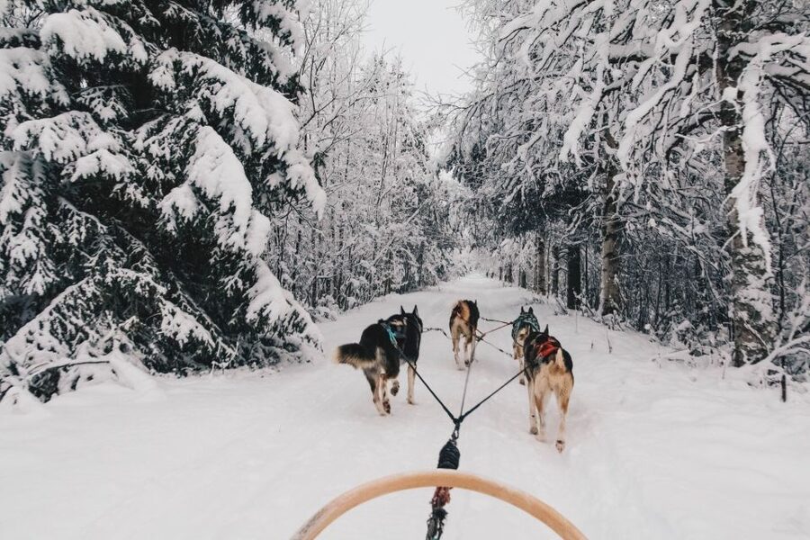 Rovaniemi: Apukka Husky Adventure - Meeting the pack: petting, photos, and husky life stories