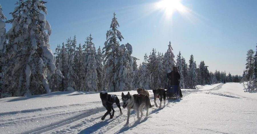 Rovaniemi: Apukka Husky Adventure - Value check for $237: what you’re paying for