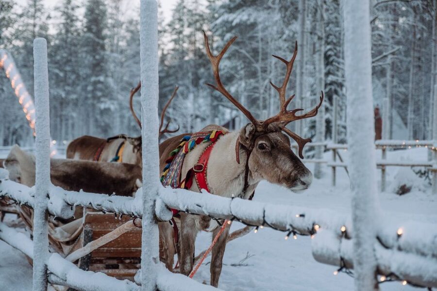 Rovaniemi: Apukka Reindeer Journey - From pickup to Apukka Resort: plan for a smooth start