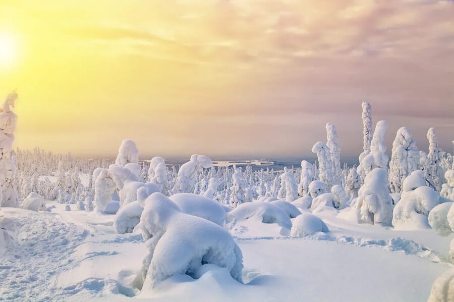 Rovaniemi: Arctic Animals Sleigh Rides and Wildlife Zoo - Key points to know before you go