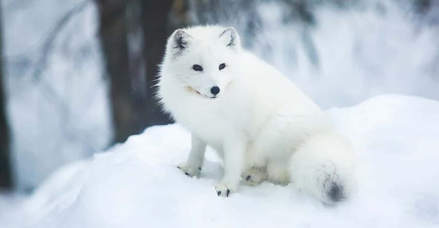 Rovaniemi: Arctic Animals Sleigh Rides and Wildlife Zoo - Who should book this tour, and who might want to skip it