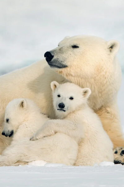 Arctic Animals Sleigh Rides and Wildlife Zoo