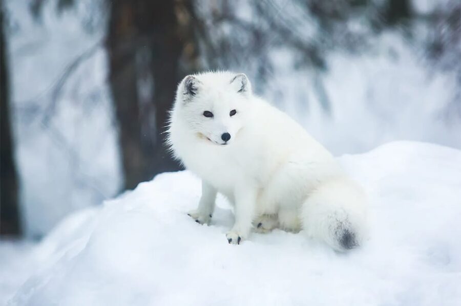 Rovaniemi: Arctic Animals Sleigh Rides and Wildlife Zoo - Reindeer sleigh ride in the snow: different animals, different feel