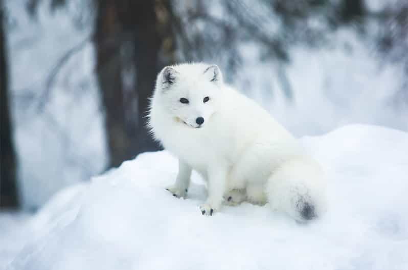 Rovaniemi: Arctic Animals Sleigh Rides and Wildlife Zoo - Lappish buffet lunch in the forest: included comfort, mixed expectations