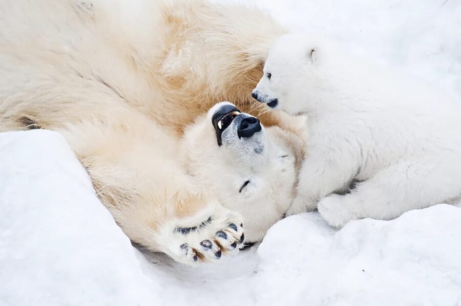 Rovaniemi: Arctic Animals Sleigh Rides and Wildlife Zoo - Timing, group size, and the practical side of a 7-hour day