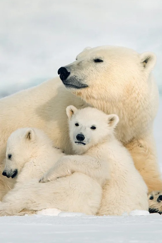 Rovaniemi: Arctic Animals Sleigh Rides and Wildlife Zoo - Getting started from Nordic Unique Travels, right by Rosso Restaurant