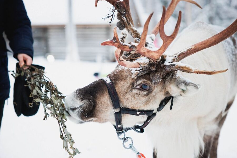Rovaniemi: Arctic Circle Highlights by Snowmobile - A 7-hour Arctic Circle highlights day, with three kinds of winter traction