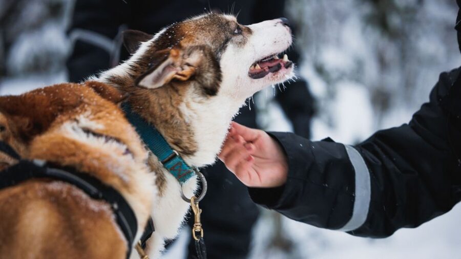 Rovaniemi: Arctic Circle Highlights by Snowmobile - Reindeer farm time: 500 meters, training, and that driver’s license moment