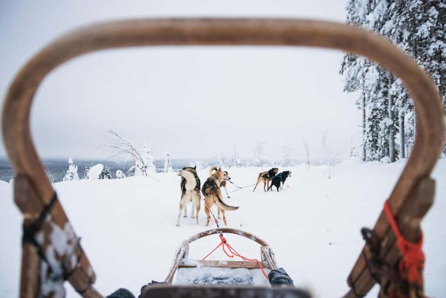 Rovaniemi: Arctic Circle Long Trail Husky Adventure - Key highlights you will feel right away