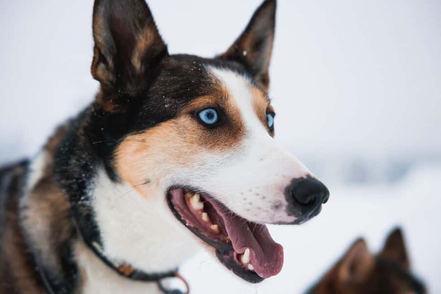 Rovaniemi: Arctic Circle Long Trail Husky Adventure - Warm Gear, Warm Drinks, and the Kennel Introduction That Sets You Up