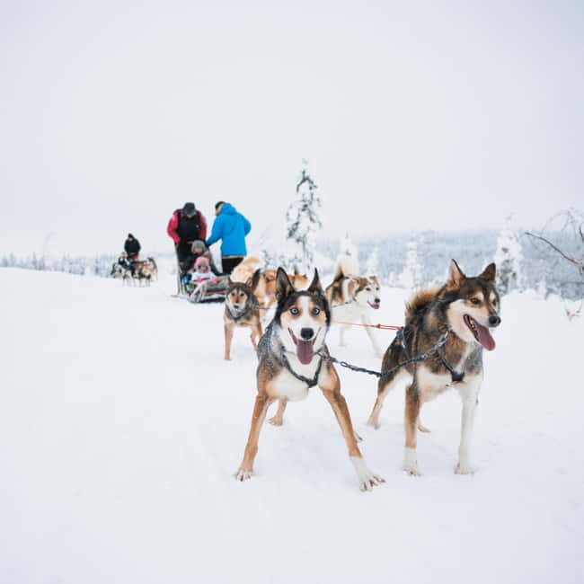 Rovaniemi: Arctic Circle Long Trail Husky Adventure - Who Should Book This Husky Adventure, and Who Should Skip It