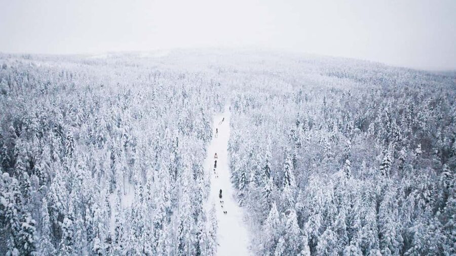 Rovaniemi: Arctic Circle Long Trail Husky Adventure - What to Bring (and What to Leave Behind) for a Smooth Ride