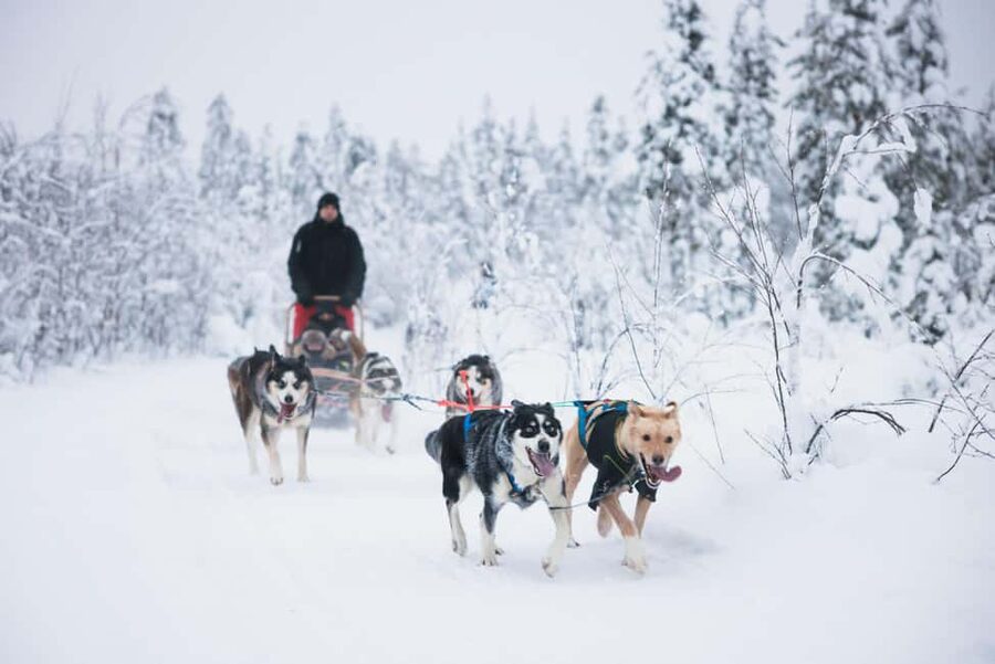 Rovaniemi: Arctic Circle Long Trail Husky Adventure - Getting Picked Up: Santa Claus Village vs Central Rovaniemi Office