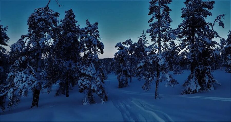 Rovaniemi: Aurora Hunting Tour in the Forest with Hot Drinks - The guided route: from frozen paths to better sight lines