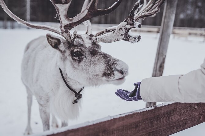 Rovaniemi: Authentic Lapland Reindeer Farm Visit & Sled Ride - Key Highlights You Should Know First