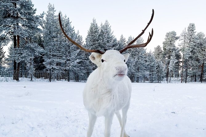 Rovaniemi: Authentic Lapland Reindeer Farm Visit & Sled Ride - Why Rovaniemi Reindeer Farming Feels More Authentic Here