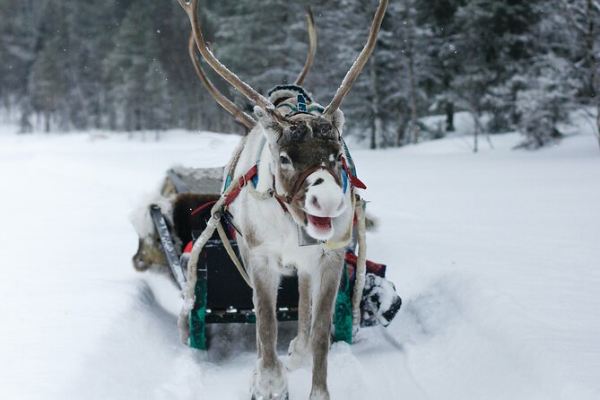 Rovaniemi: Authentic Lapland Reindeer Farm Visit & Sled Ride - Weather Matters Here, So Plan Like a Pro