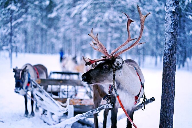 Rovaniemi: Authentic Lapland Reindeer Farm Visit & Sled Ride - Your Reindeer Encounter: Up Close, Then Guided Learning