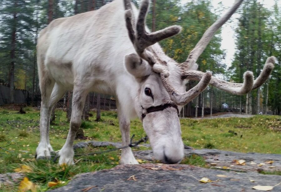 Rovaniemi: Authentic Reindeer Farm & Canoeing - Key things that make this tour special