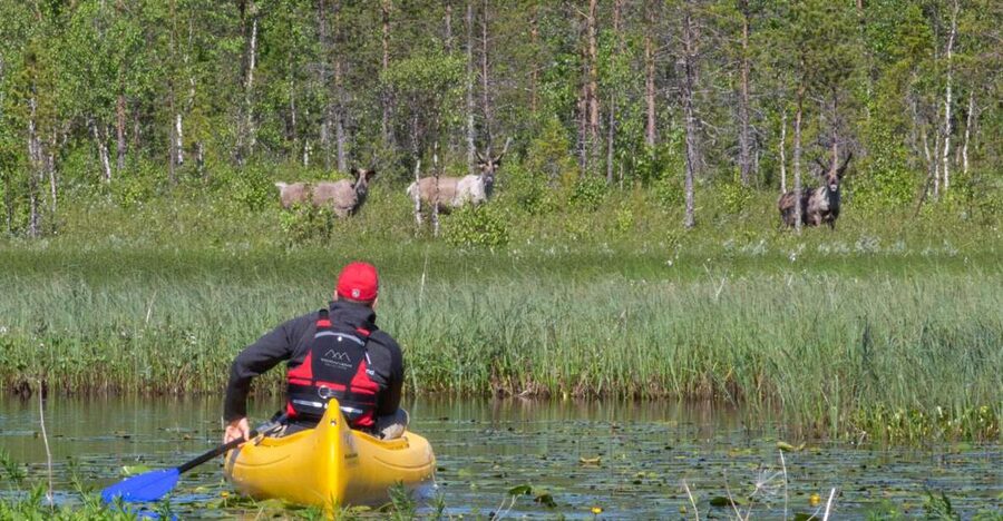 Rovaniemi: Authentic Reindeer Farm & Canoeing - Your reindeer farm visit, from lichen feeding to campfire stories