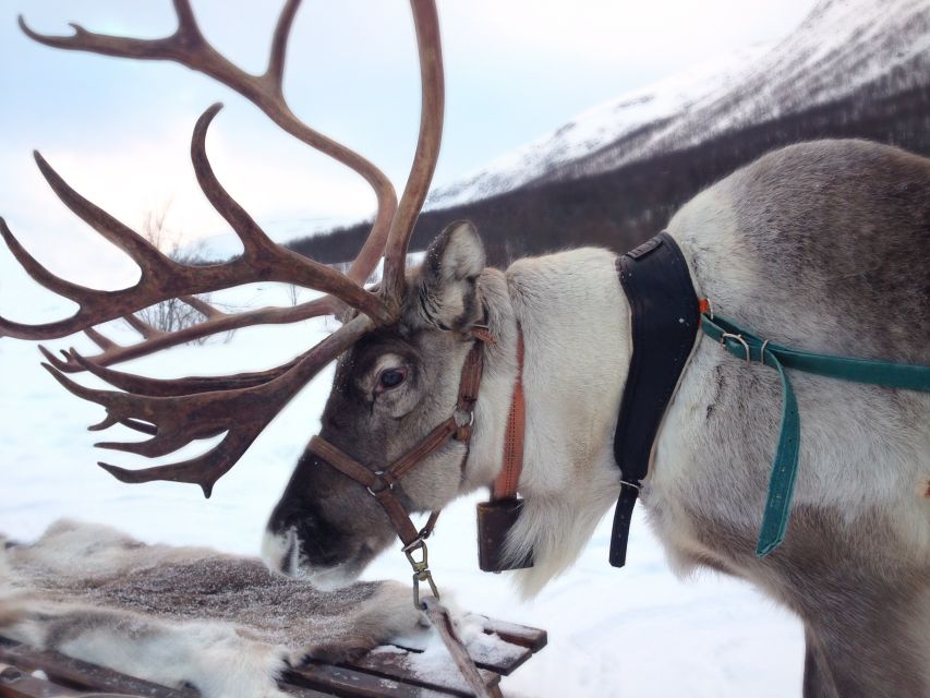 Rovaniemi: Authentic Reindeer Farm Visit & Short Sleigh Ride - Pickup in Rovaniemi, then Straight to the Old Farm Experience