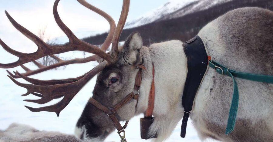 Rovaniemi: Authentic Reindeer Farm Visit & Short Sleigh Ride - Meet Reindeer Face to Face at Rovaniemi’s Oldest Authentic Farm