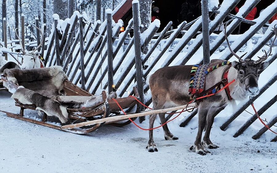 Rovaniemi: Authentic Reindeer Farm Visit & Short Sleigh Ride - Kota Warm-Up, Hot Berry Juice, Cookies, and the Q&A With the Herder