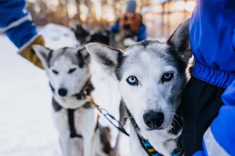 Rovaniemi: Autumn Husky Ride on Wheels - Key highlights you will feel immediately