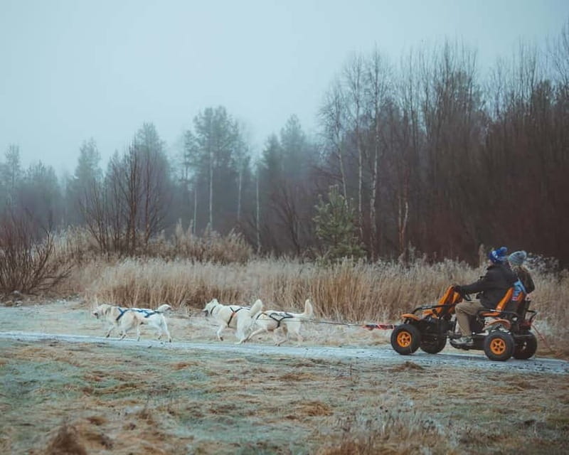 Rovaniemi: Autumn Husky Ride on Wheels - Wheeled Huskies in Autumn: The smart reason this ride exists