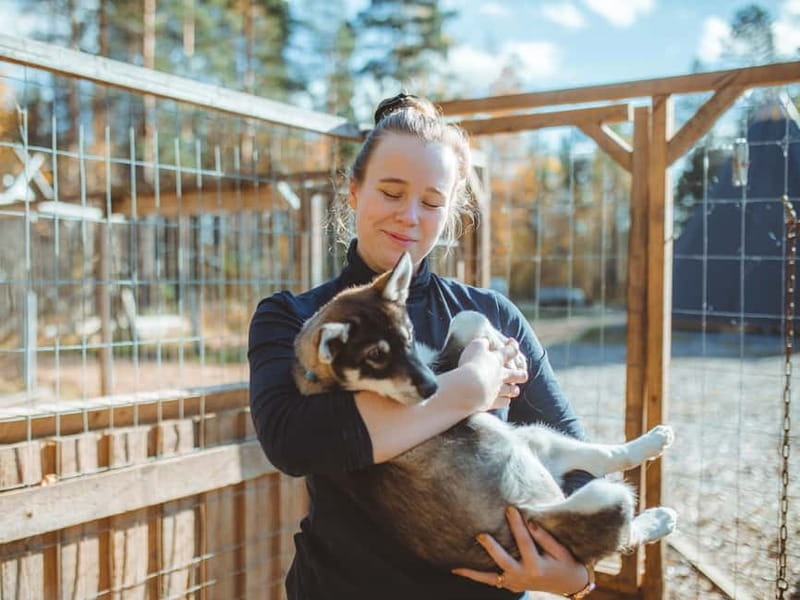 Rovaniemi: Autumn Husky Ride on Wheels - 3 km through fields and forest: what to watch for on the route