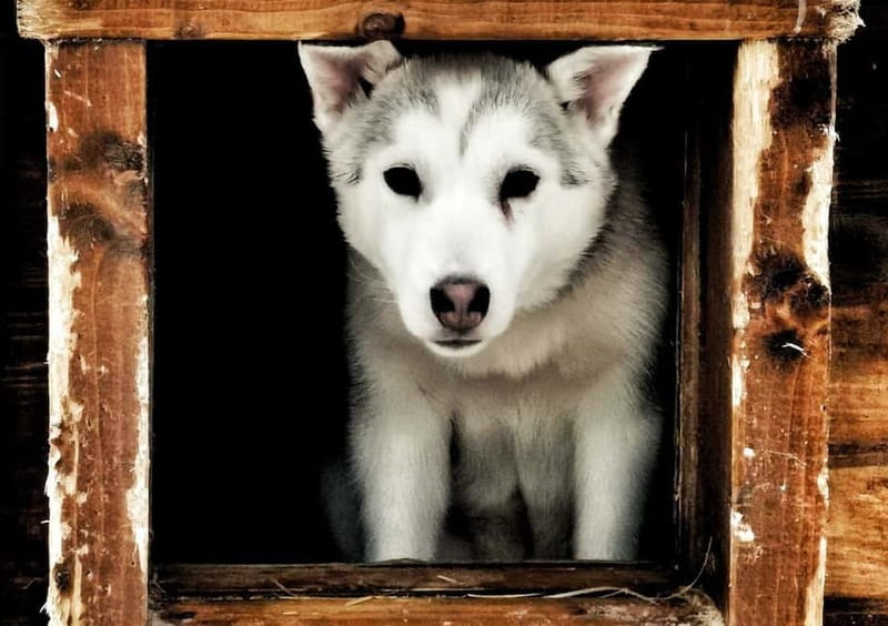 Rovaniemi: Autumn Husky Ride on Wheels - The 2-hour flow from pickup to petting at Apukka Resort