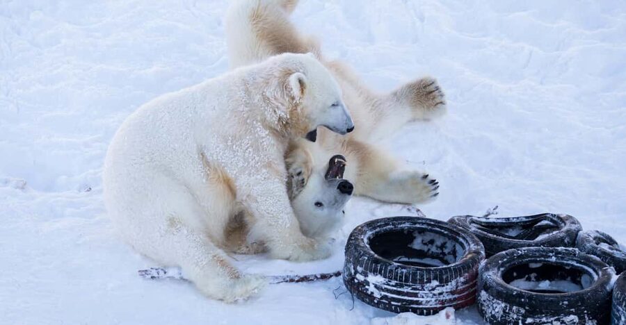 Rovaniemi: Day at Ranua Wildlife Park Arctic Zoo - Key Points I Think You’ll Care About