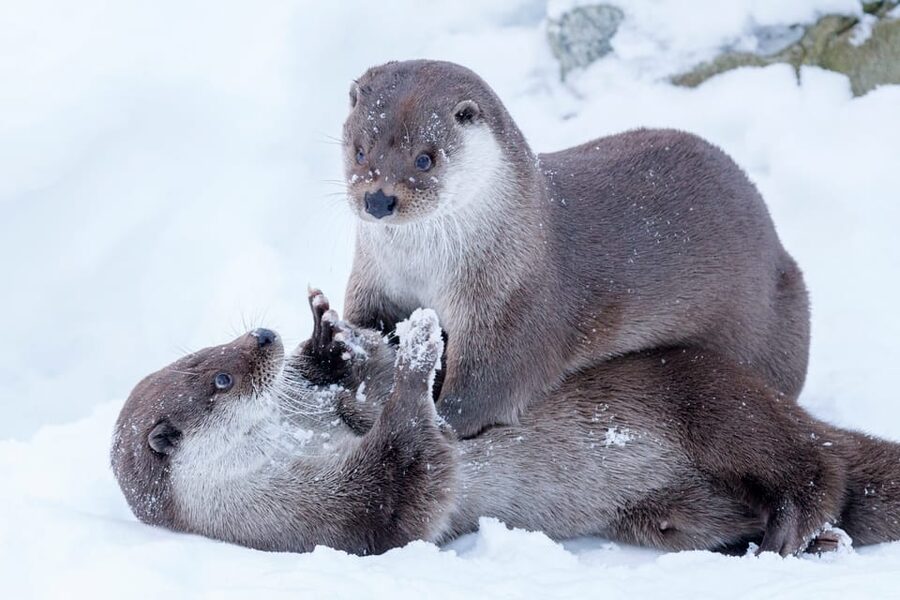 Rovaniemi: Day at Ranua Wildlife Park Arctic Zoo - The Real Appeal: A Guided Arctic Zoo Day That Doesn’t Feel Like a Chore