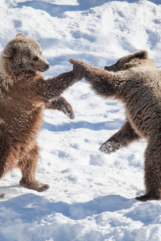 Rovaniemi: Day at Ranua Wildlife Park Arctic Zoo - Ranua Wildlife Park: Roughly 200 Arctic Animals in One Clear-Day Plan