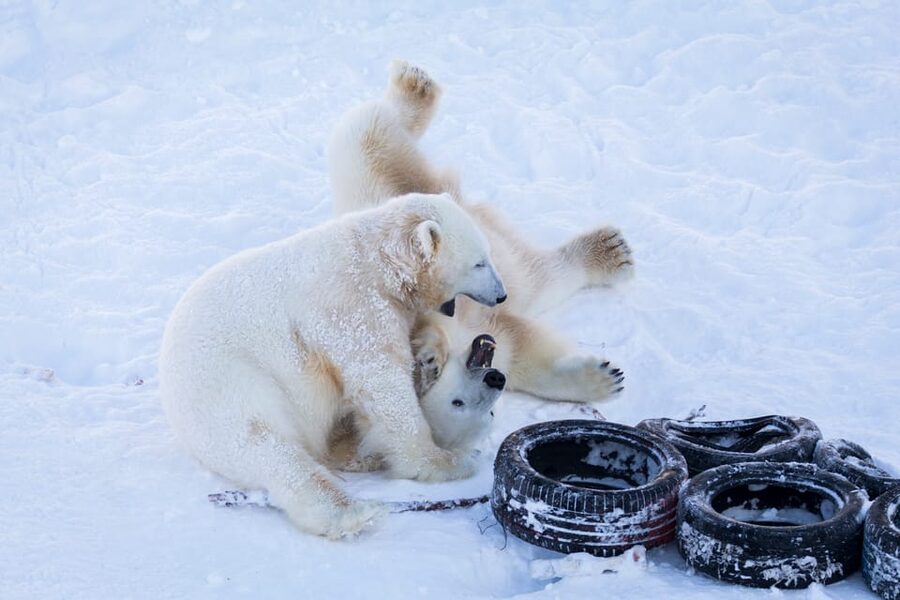 Rovaniemi: Day at Ranua Wildlife Park Arctic Zoo - What “Winter Clothing Included” Really Means for Your Day