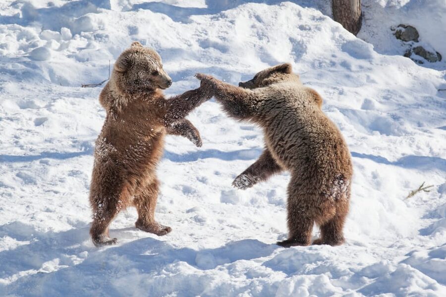Rovaniemi: Day at Ranua Wildlife Park Arctic Zoo - Buffet Lunch in the After-Zoo Reset