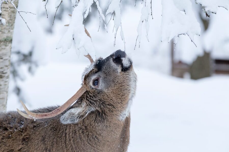 Rovaniemi: Day at Ranua Wildlife Park Arctic Zoo - From Safartica Office to the Arctic Forest: Timing and Comfort